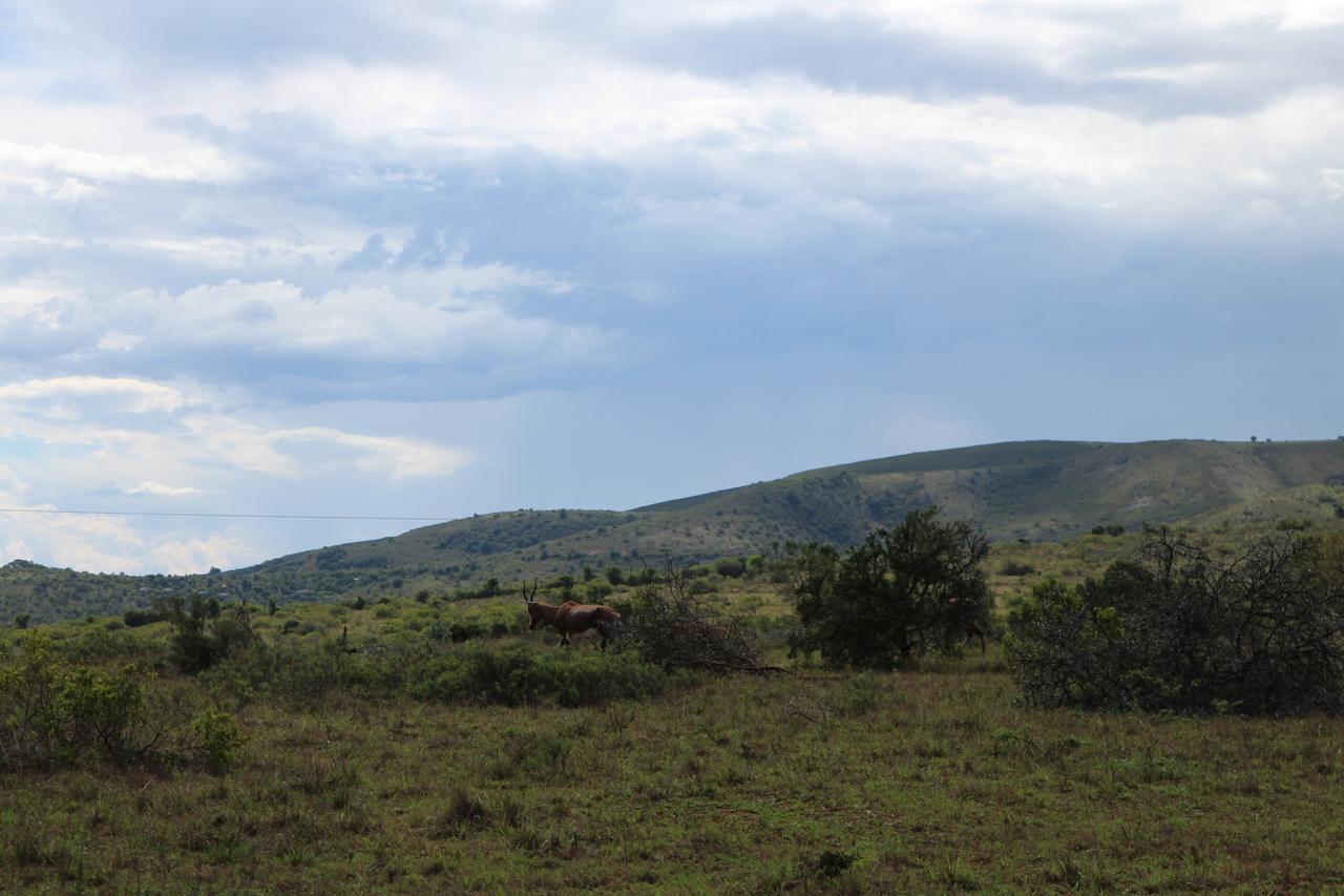 Addo Elephant Lodge & Safaris Kirkwood Exterior foto